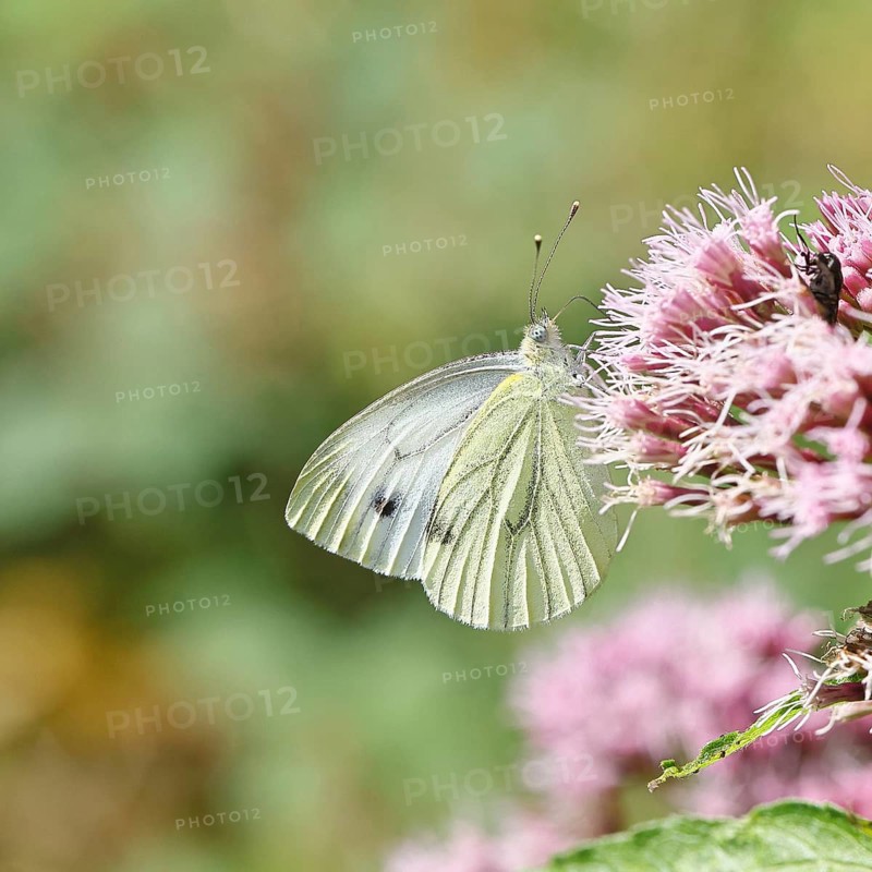 A Cabbage butterfly (Pieris brassicae) sucking nectar on the flower of a Hemp agrimony (Asteraceae), in a natural environment in the wild, nice bokeh in the background, Wildlife, Insects, Butterflies, Butterflies, Wilnsdorf, North Rhine-Westphalia, Germany