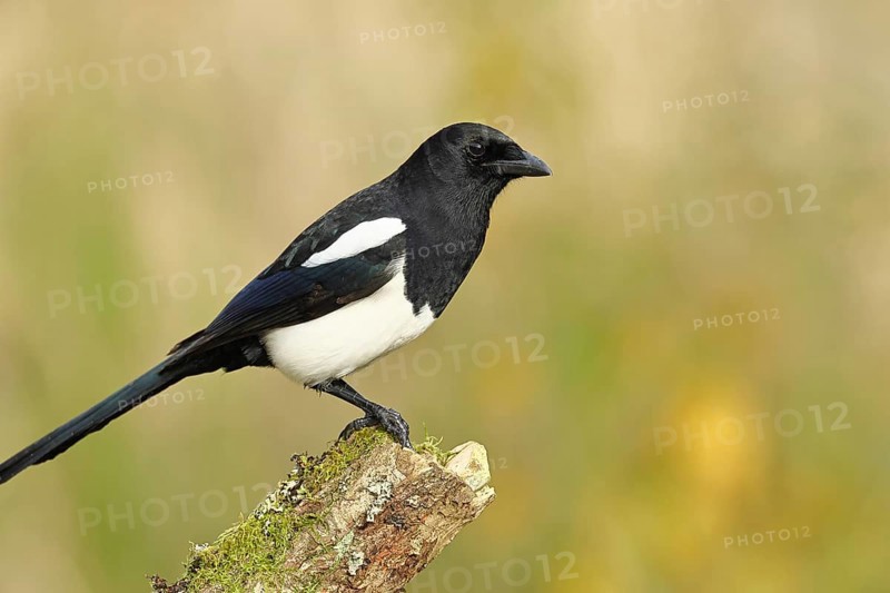 European magpie (Pica pica), sitting on a tree stump with autumnal background, autumn, Indian summer, wildlife, corvid, nature photography, Wilnsdorf, North Rhine-Westphalia, Germany