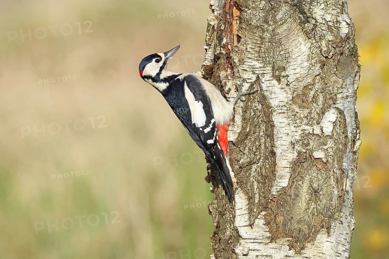 Great spotted woodpecker (Dendrocopus major), male, foraging on the trunk of a common birch (Betula pendula), wildlife, woodpeckers, nature photography, autumn, Wilnsdorf, North Rhine-Westphalia, Germany