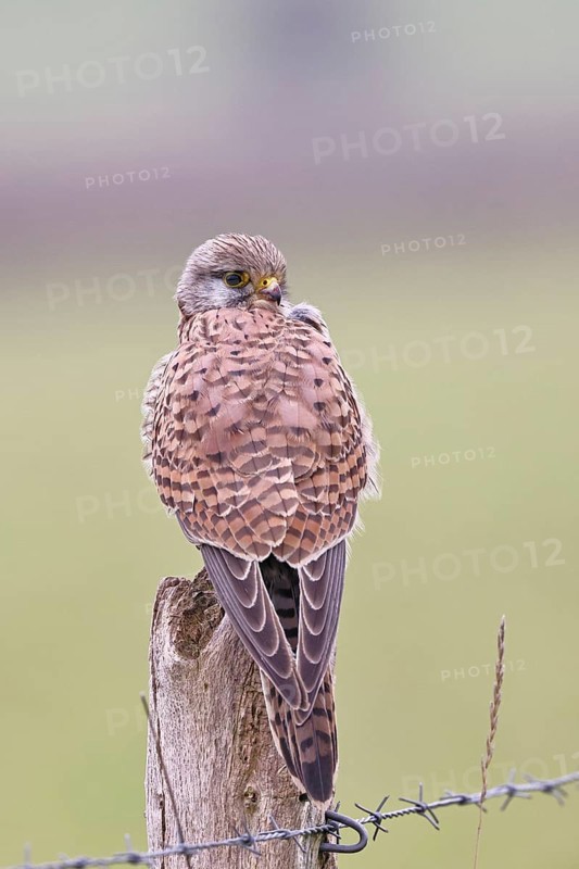 Kestrel (Falco tinnunculus), on a pasture fence post, Bieslicher Insel, Lower Rhine, North Rhine-Westphalia, Germany