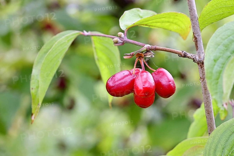 Cornelian cherry (Cornus mas), branch with fruit, Wilnsdorf, North Rhine-Westphalia, Germany