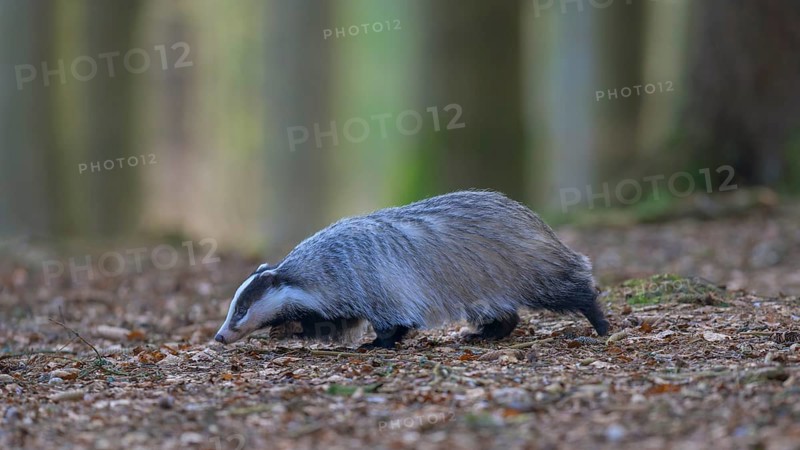 European badger (Meles meles), foraging in a beech forest, Swabian Alb biosphere reserve, Baden-Württemberg, Germany
