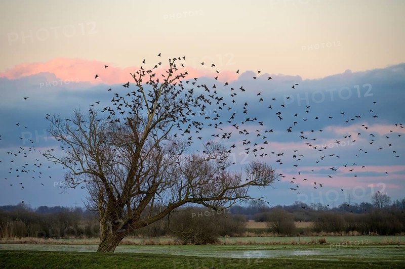 A flock of starlings (Sturnus vulgaris) flies into a bare willow (Salix spec.) standing at the wheel of wet grassland meadows at sunset, Dümmer nature park Park, Lower Saxony, Germany