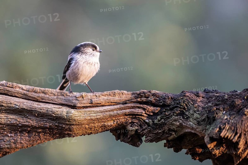 Long-tailed Tit (Aegithalos caudatus), Emsland, Lower Saxony, Germany