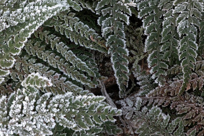 Fern fronds (Polystichum) in hoarfrost, Emsland, Lower Saxony, Germany