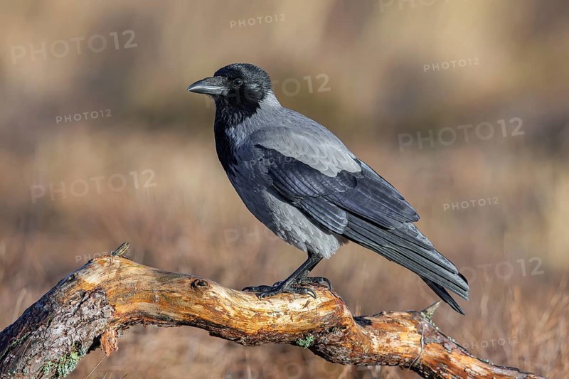 Northern European hooded crow (Corvus cornix cornix, Corvus corone cornix) perched on branch in winter