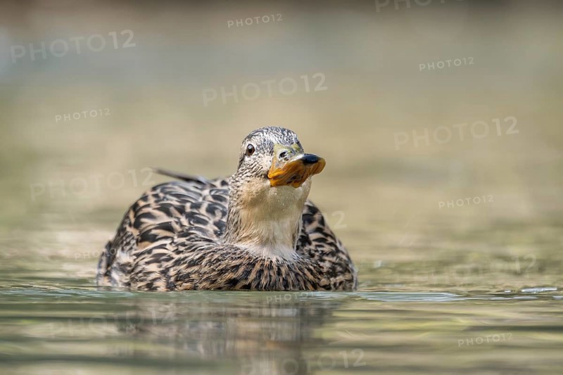 Mallard (Anas platyrhynchos) female on a lake, Bavaria, Germany