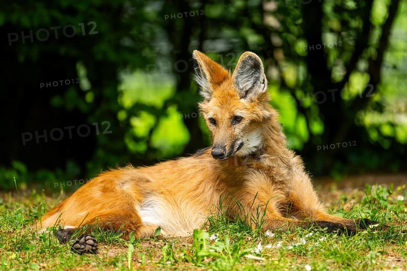 Maned wolf (Chrysocyon brachyurus) lying on the ground, Germany