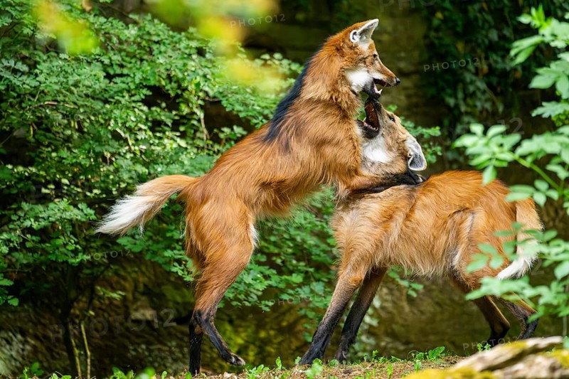 Two maned wolves (Chrysocyon brachyurus) playing with each other, arguing, Germany