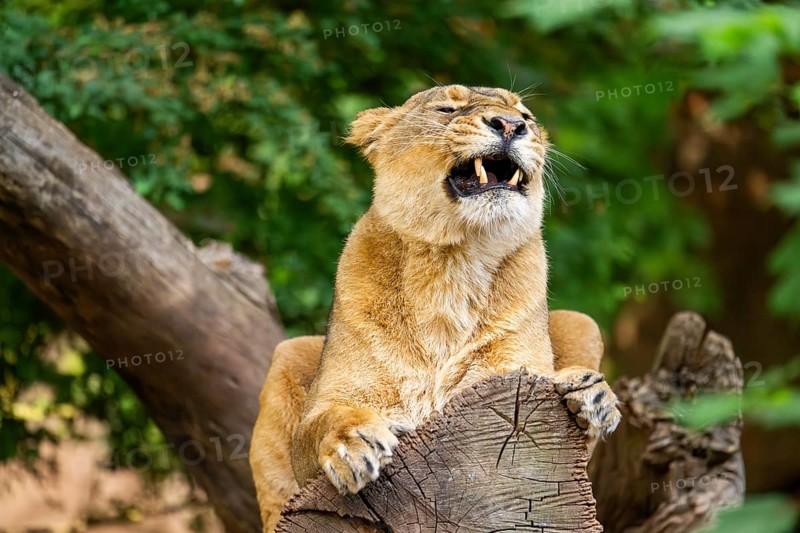 Asiatic lion (Panthera leo persica) female lying on a tree trunk, yawing, portrait, captive, Germany