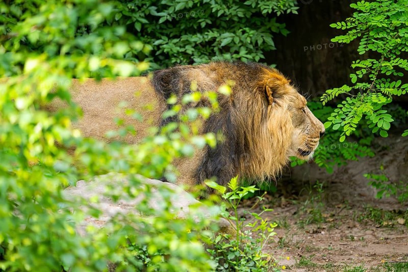 Asiatic lion (Panthera leo persica) male walking around on the ground, captive, Germany