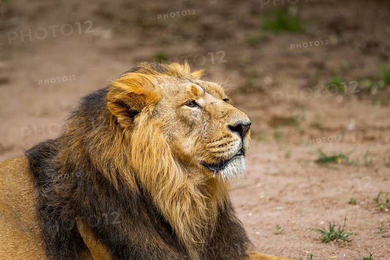 Asiatic lion (Panthera leo persica) male, portrait, captive, Germany