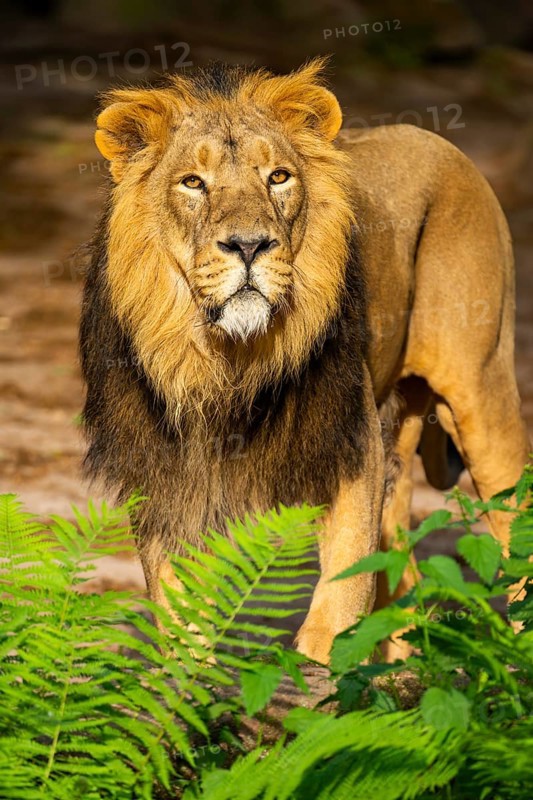Asiatic lion (Panthera leo persica) male walking around on the ground, captive, Germany