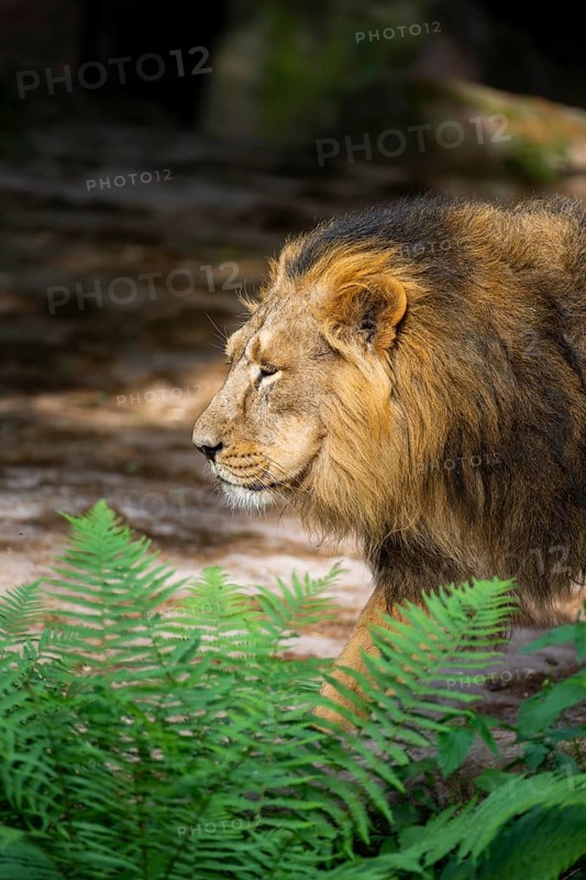 Asiatic lion (Panthera leo persica) male, portrait, captive, Germany
