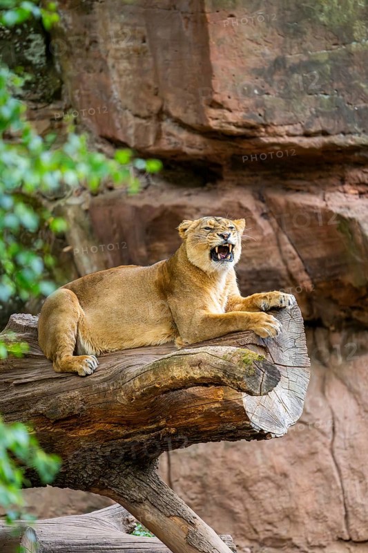 Asiatic lion (Panthera leo persica) female lying on a tree trunk, yawing, portrait, captive, Germany