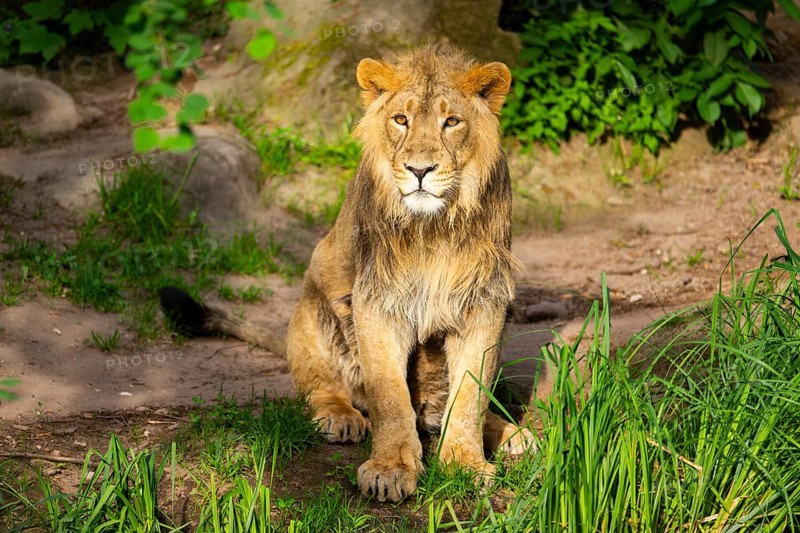 Asiatic lion (Panthera leo persica) male youngster (one year old) sitting on the ground, captive, Germany