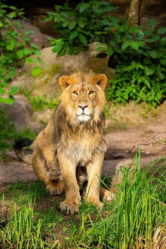 Asiatic lion (Panthera leo persica) male youngster (one year old) sitting on the ground, captive, Germany