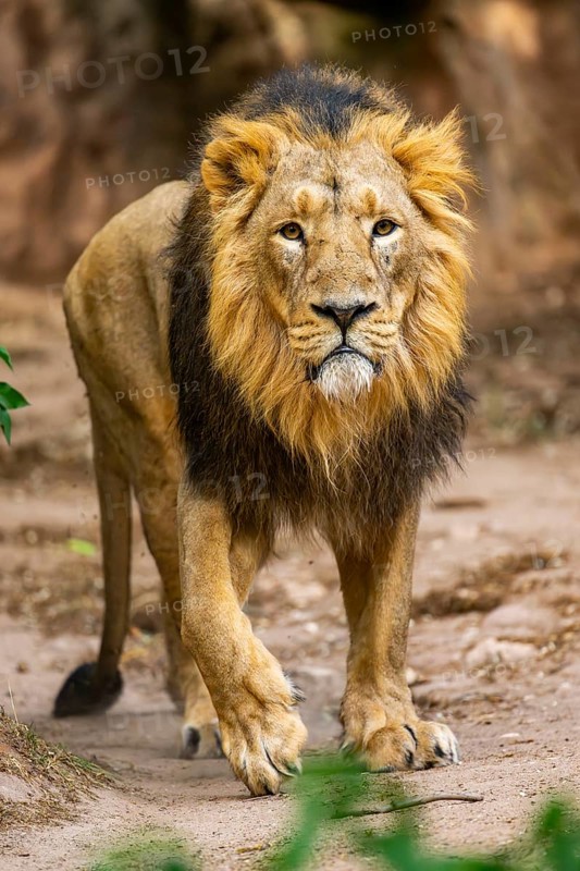 Asiatic lion (Panthera leo persica) male walking around on the ground, captive, Germany