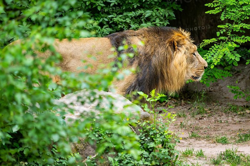 Asiatic lion (Panthera leo persica) male walking around on the ground, captive, Germany