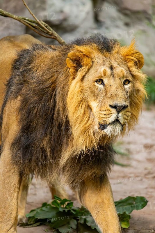 Asiatic lion (Panthera leo persica) male, portrait, captive, Germany