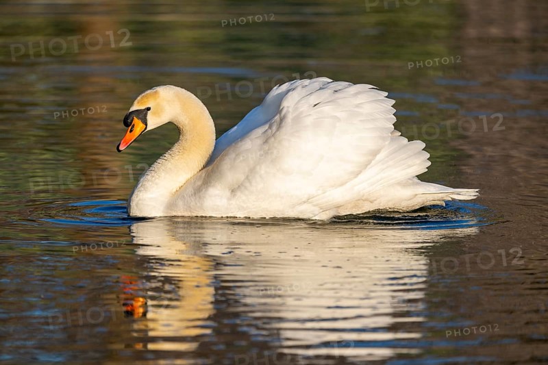Mute swan (Cygnus olor) swimming on a lake, Bavaria, Germany