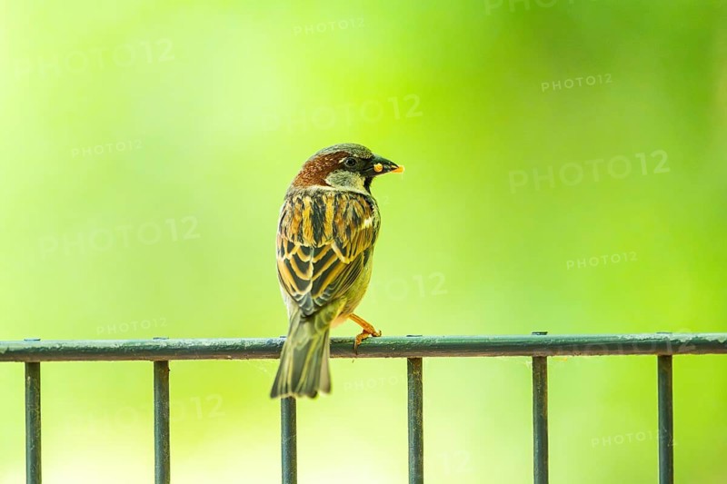 House sparrow (Passer domesticus) sitting on a fence, Bavaria, Germany