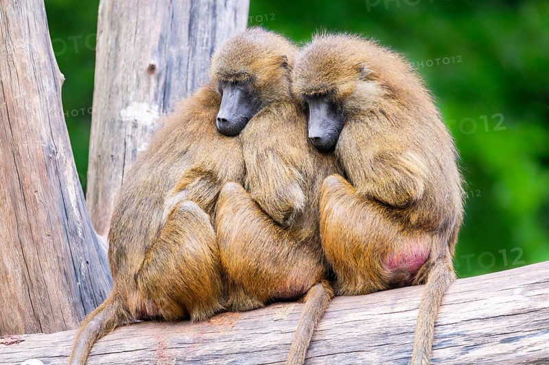 Guinea baboons (Papio papio) sitting in a group and cuddeling each other, captive, Germany