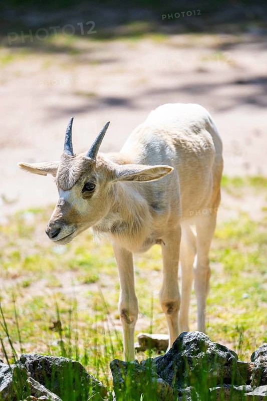 Addax (Addax nasomaculatus) youngster standing on the ground, Bavaria, Germany