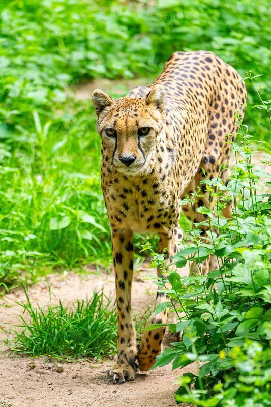 Cheetah (Acinonyx jubatus) walking around on the ground, Germany