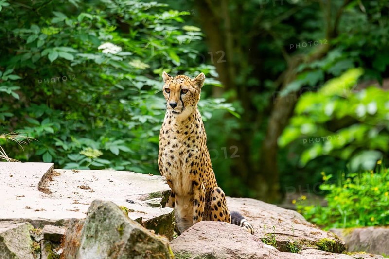 Cheetah (Acinonyx jubatus) sitting on the ground, Germany