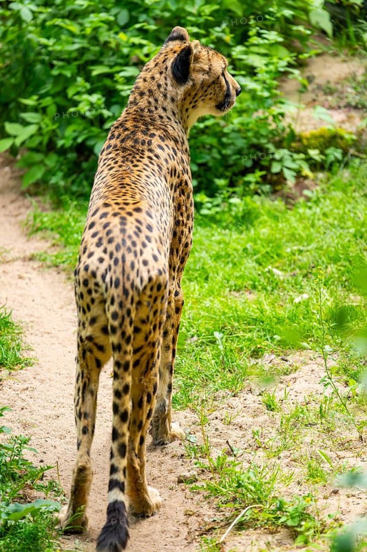 Cheetah (Acinonyx jubatus) standing on the ground, Germany