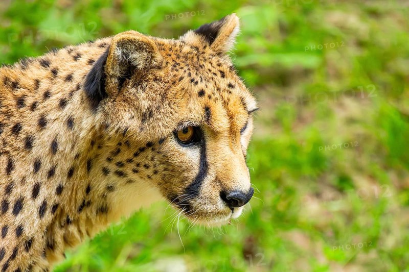Cheetah (Acinonyx jubatus), portrait, Germany