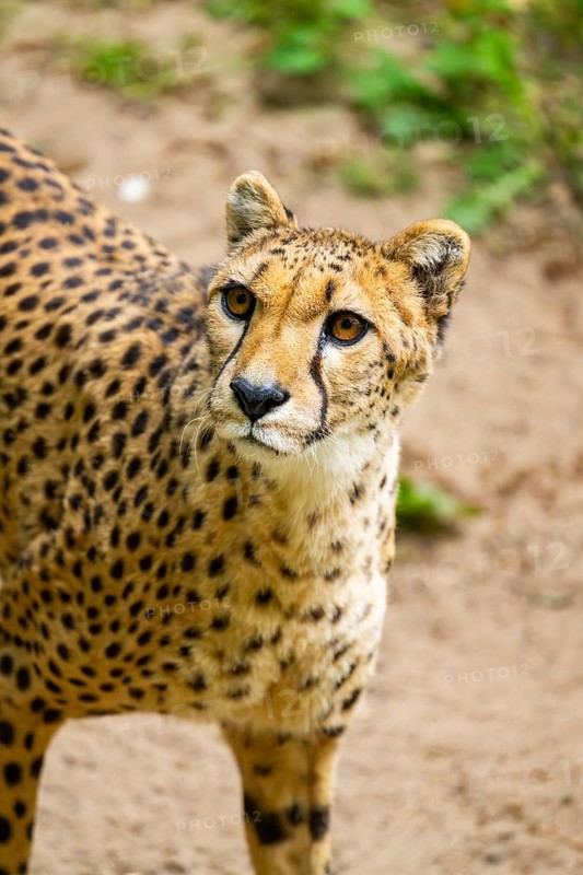 Cheetah (Acinonyx jubatus) walking around on the ground, Germany