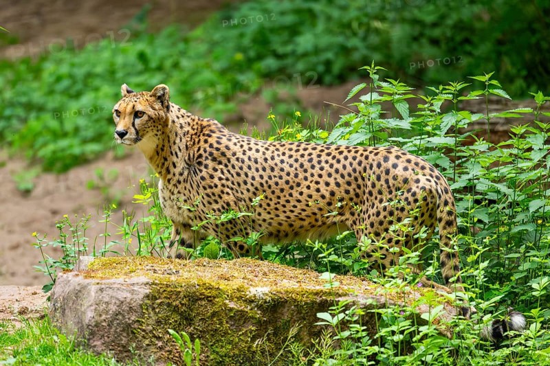 Cheetah (Acinonyx jubatus) standing on the ground, Germany