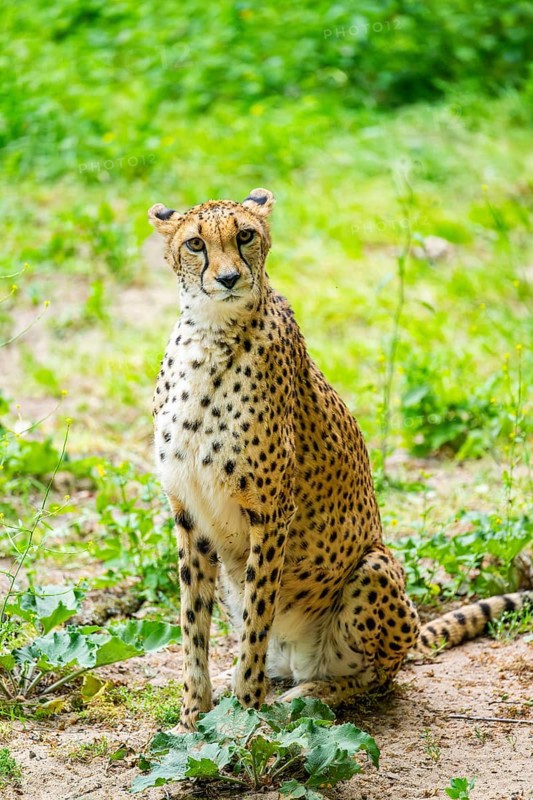 Cheetah (Acinonyx jubatus) sitting on the ground, Germany