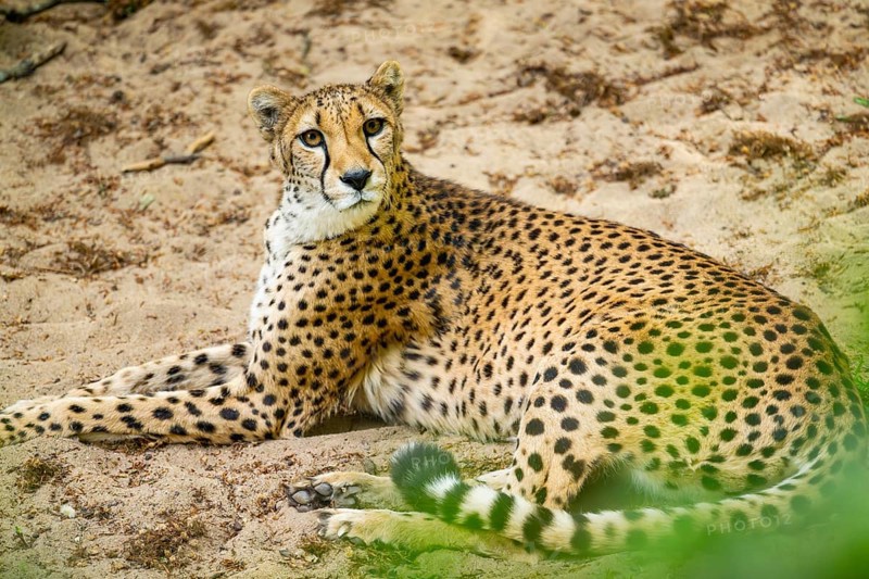 Cheetah (Acinonyx jubatus) lying ion the ground, Germany