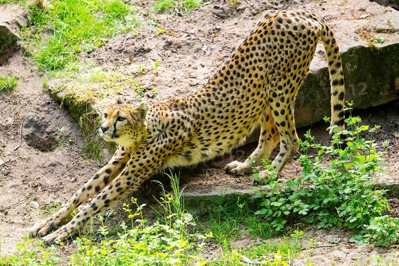 Cheetah (Acinonyx jubatus) stretching, Germany