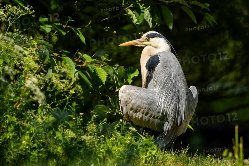 Grey heron (Ardea cinerea) standing on the grass at the shore of a lake, wildlife, Bavaria, Germany