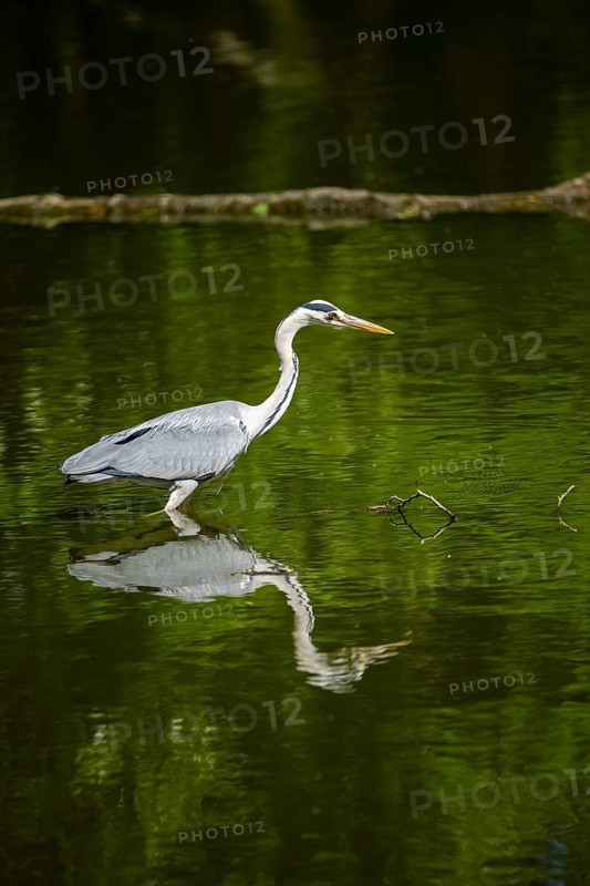 Grey heron (Ardea cinerea) standing in the water at the waters edge, Bavaria, Germany