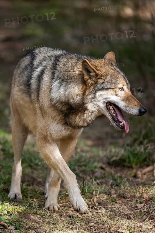 Eurasian wolf (Canis lupus lupus) standing in a forest, Bavaria, Germany