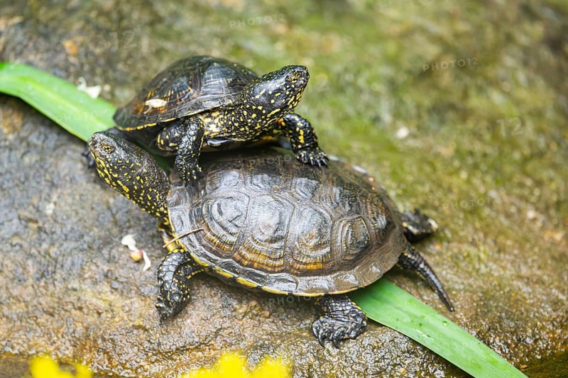 European pond turtle (Emys orbicularis) on a rock, Bavaria, Germany