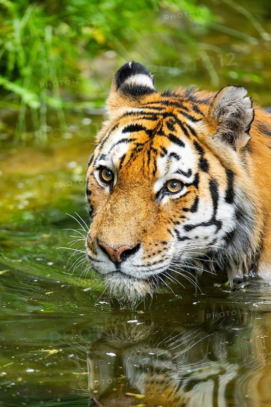 Siberian tiger (Panthera tigris tigris) swimming in a lake, captive, Germany