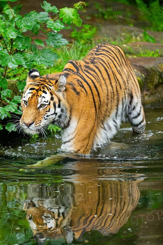 Siberian tiger (Panthera tigris tigris) walking in a lake, captive, Germany