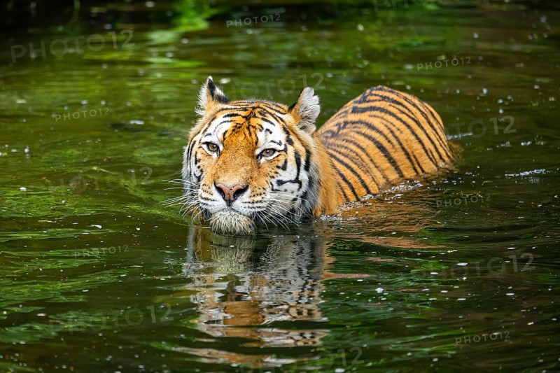 Siberian tiger (Panthera tigris tigris) swimming in a lake, captive, Germany