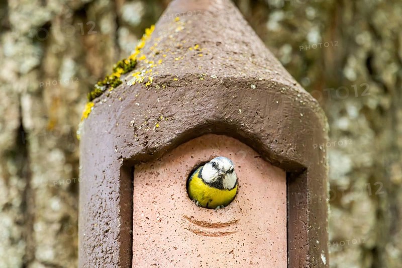 Eurasian blue tit (Cyanistes caeruleus) coming out of a bird house, Bavaria, Germany