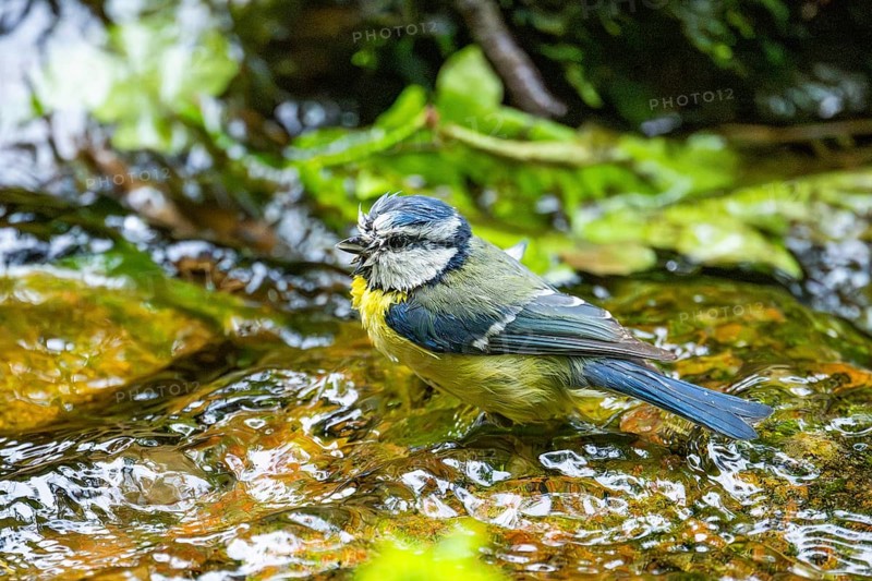 Eurasian blue tit (Cyanistes caeruleus) washing its feathers in the water, Bavaria, Germany