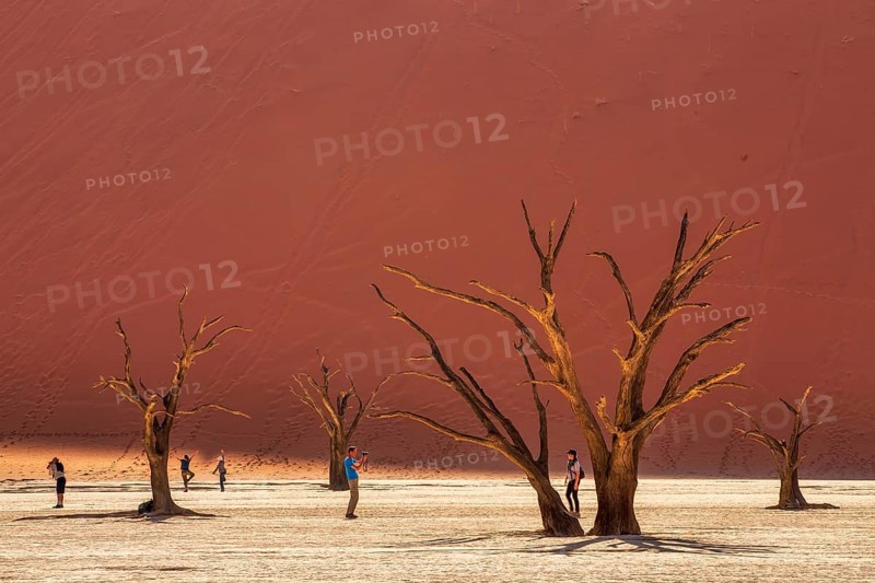 Tourists photograph and admire the blackened camel thorn trees (Vachellia erioloba) and sparse desert vegetation in Deadvlei clay pan, Namib-Naukluft National Park, Namibia