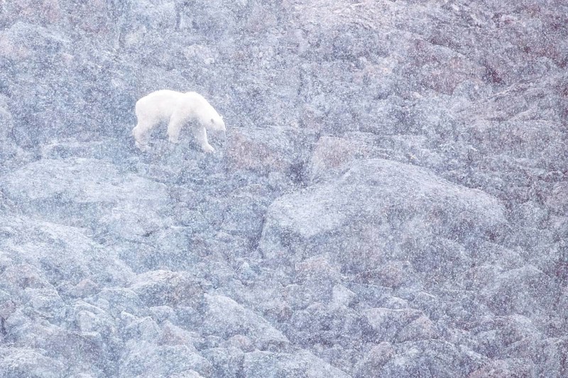 On a snowy summer day, a polar bear (Ursos maritimus) is forced onto land due to lack of sea ice, highlighting climate change and global warming, Sallyhamna, Svalbard, Arctic, Norway