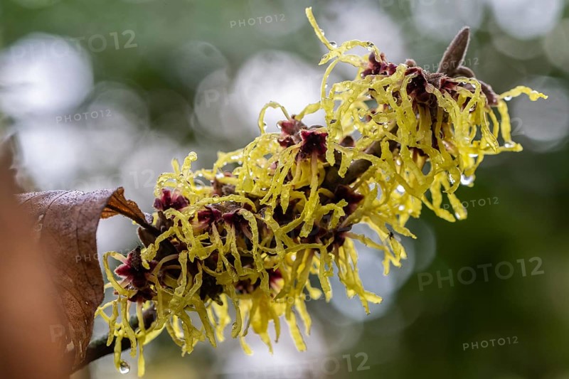 Witch hazel (Hamamelis mollis Pallida), Emsland, Lower Saxony, Germany