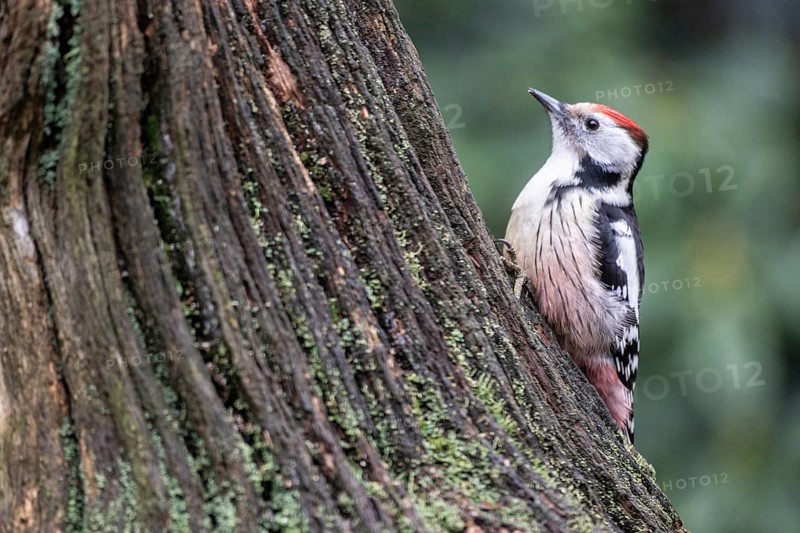 Middle Spotted Woodpecker (Leiopicus medius), Emsland, Lower Saxony, Germany